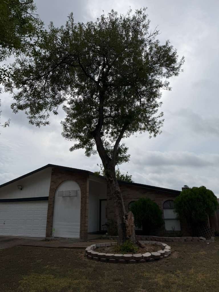 Leaning tree with a split, decayed trunk standing beside a brick home before removal